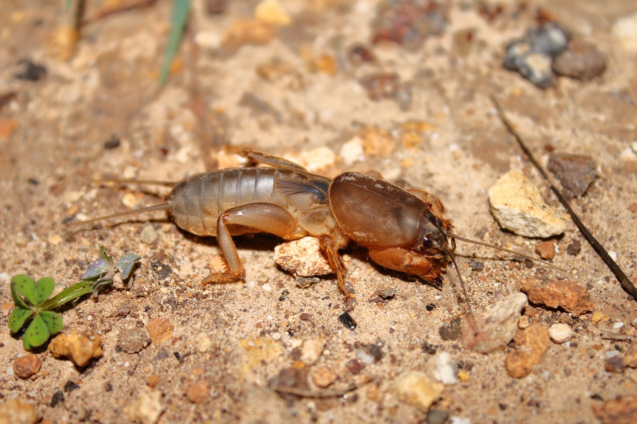 The Eurasian Hoopoe: A fascinating migratory bird species that - Bild 3